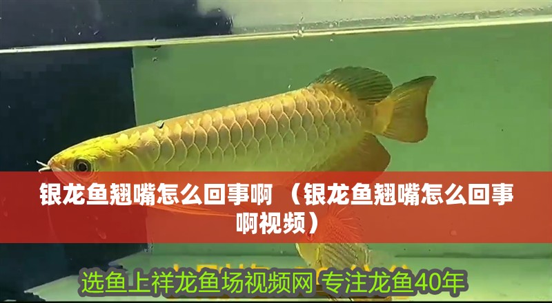 銀龍魚翹嘴怎么回事啊 （銀龍魚翹嘴怎么回事啊視頻）