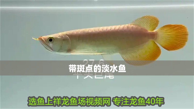 帶斑點的淡水魚