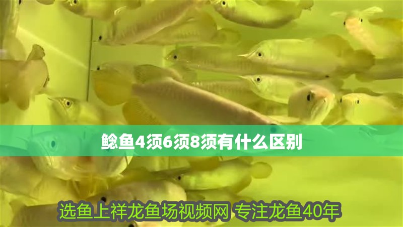 鯰魚4須6須8須有什么區別