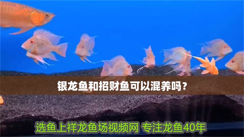 銀龍魚和招財(cái)魚可以混養(yǎng)嗎？ 銀龍魚和招財(cái)魚可以混養(yǎng)嗎？ 銀龍魚百科