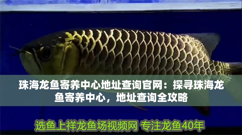 珠海龍魚寄養中心地址查詢官網：探尋珠海龍魚寄養中心，地址查詢全攻略