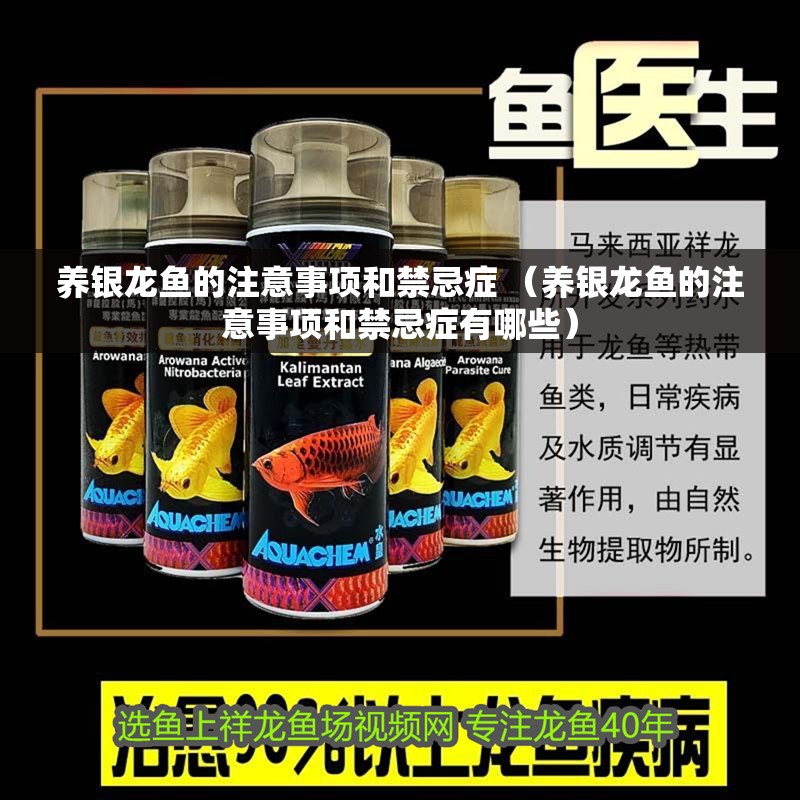 養(yǎng)銀龍魚(yú)的注意事項(xiàng)和禁忌癥 （養(yǎng)銀龍魚(yú)的注意事項(xiàng)和禁忌癥有哪些）