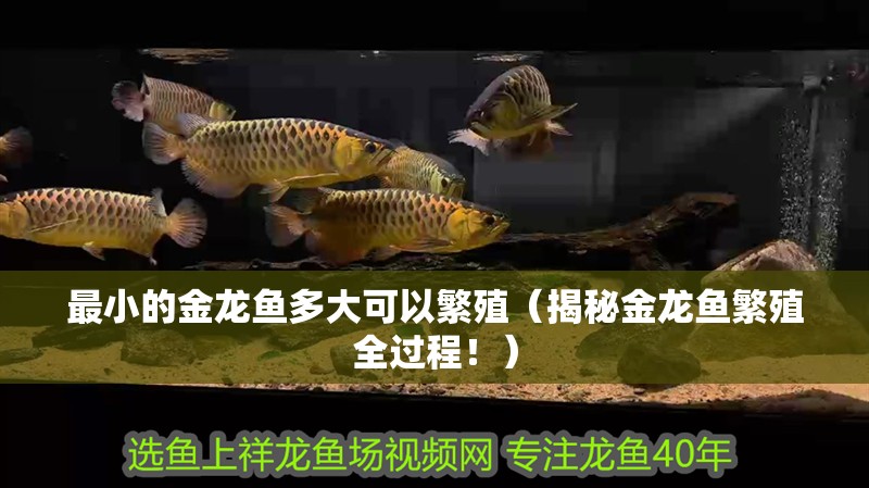 最小的金龍魚多大可以繁殖（揭秘金龍魚繁殖全過程！）