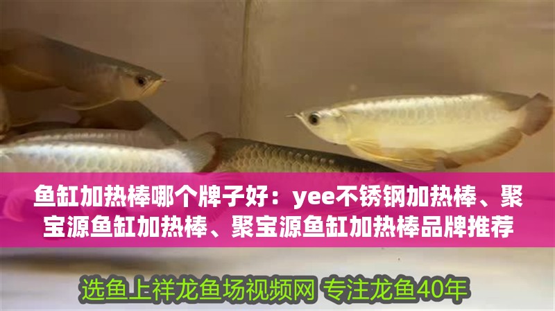 魚缸加熱棒哪個牌子好：yee不銹鋼加熱棒、聚寶源魚缸加熱棒、聚寶源魚缸加熱棒品牌推薦
