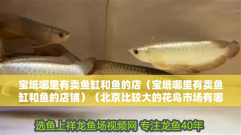 寶坻哪里有賣魚缸和魚的店（寶坻哪里有賣魚缸和魚的店鋪）（北京比較大的花鳥市場有哪幾個？）