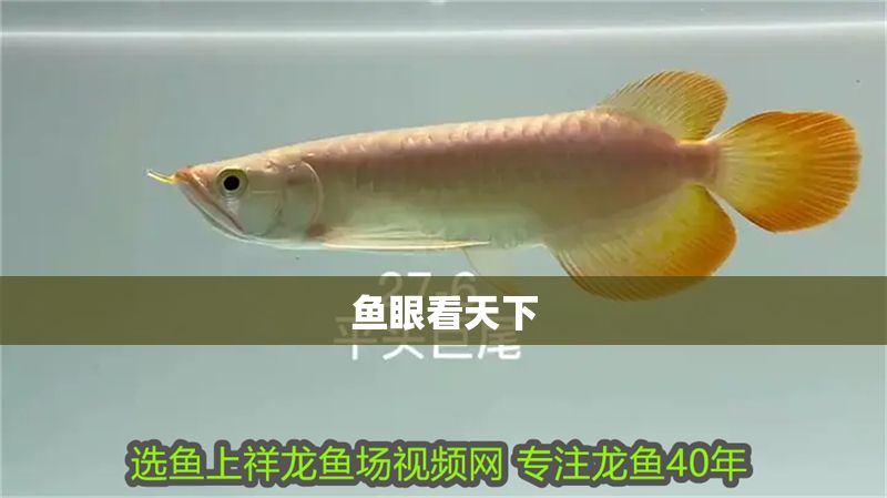 魚眼看天下