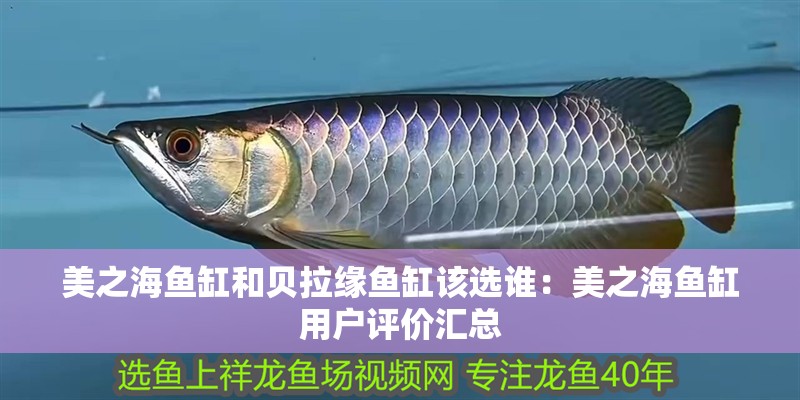 美之海魚缸和貝拉緣魚缸該選誰：美之海魚缸用戶評價匯總