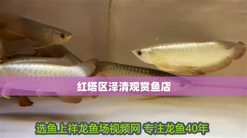 紅塔區(qū)澤清觀賞魚店
