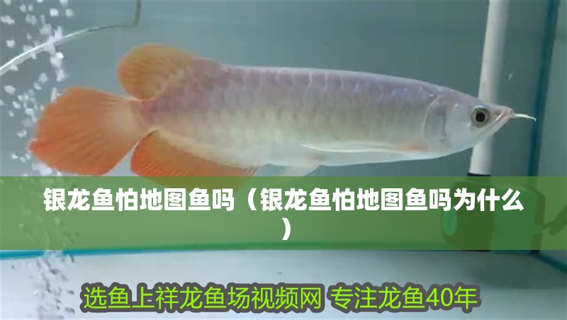 銀龍魚怕地圖魚嗎（銀龍魚怕地圖魚嗎為什么）