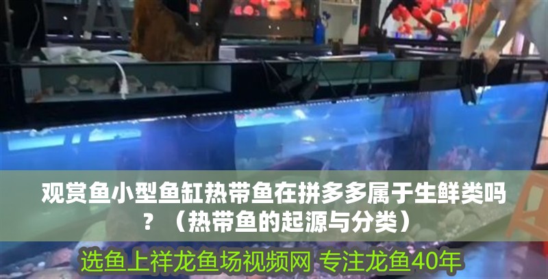 觀賞魚小型魚缸熱帶魚在拼多多屬于生鮮類嗎？（熱帶魚的起源與分類）