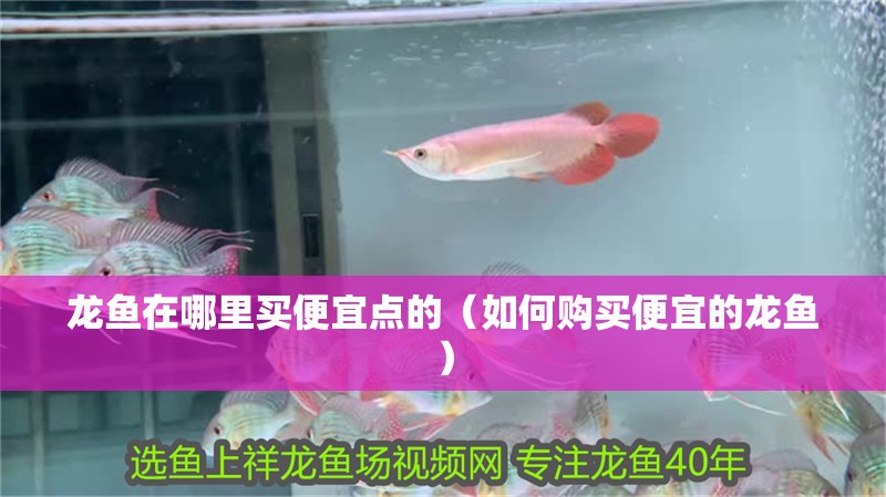 龍魚在哪里買便宜點的（如何購買便宜的龍魚）