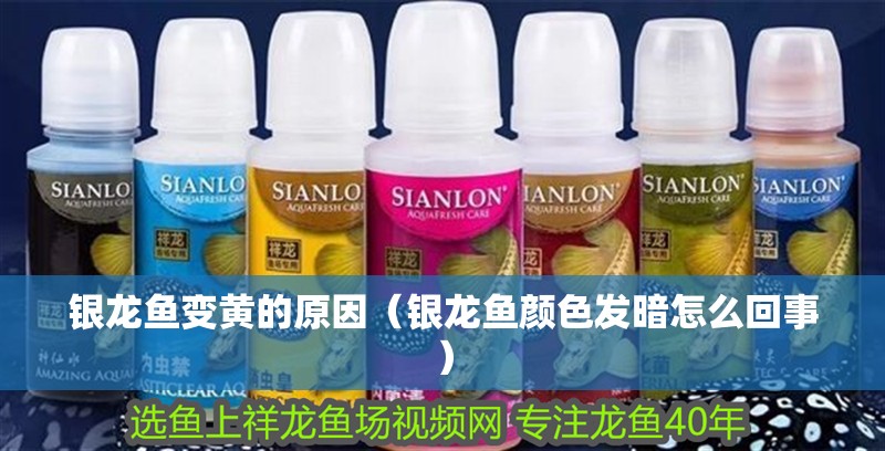 銀龍魚變黃的原因（銀龍魚顏色發暗怎么回事）