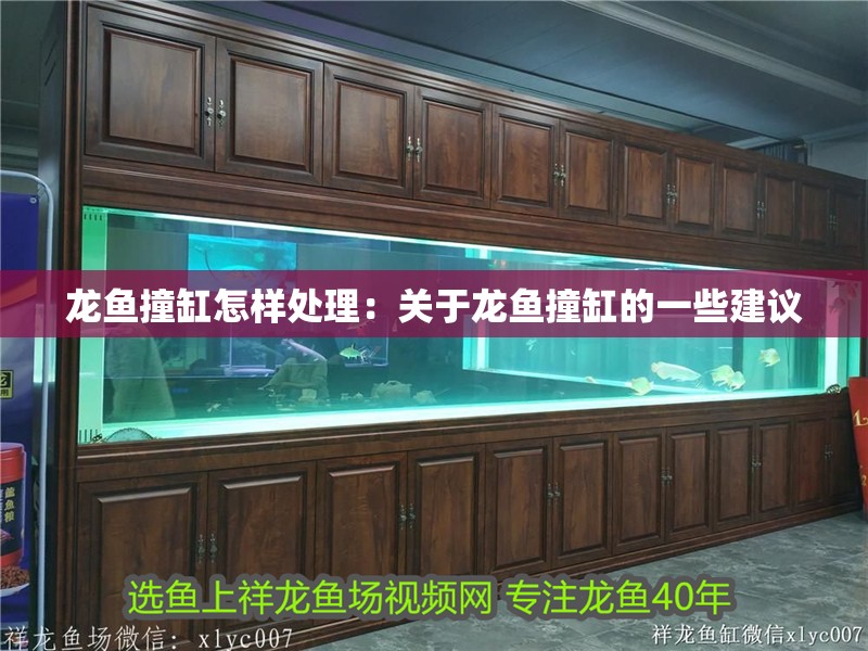 龍魚撞缸怎樣處理：關于龍魚撞缸的一些建議