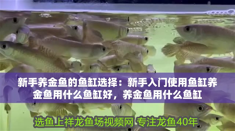 新手養(yǎng)金魚的魚缸選擇：新手入門使用魚缸養(yǎng)金魚用什么魚缸好，養(yǎng)金魚用什么魚缸