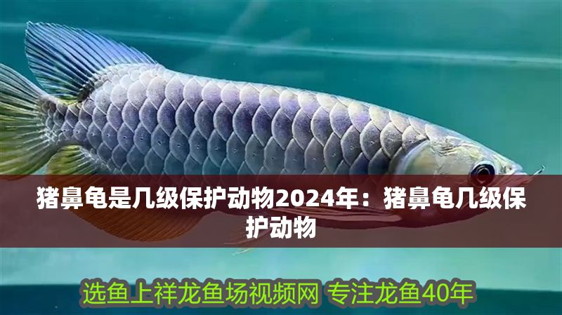 豬鼻龜是幾級保護動物2024年：豬鼻龜幾級保護動物