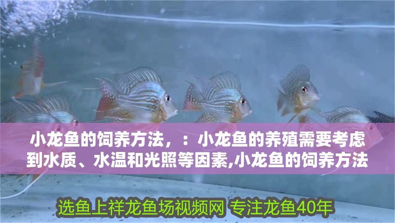 給大魚缸換水的作文:體驗給大魚缸換水的樂趣:體驗給大魚缸換水:給大魚缸換水的作文 小龍魚的飼養(yǎng)方法,:小龍魚的養(yǎng)殖需要考慮到水質、水溫和光照等因素,小龍魚的飼養(yǎng)方法 龍魚百科 小龍魚的飼養(yǎng)方法,:小龍魚的養(yǎng)殖需要考慮到水質、水溫和光照等因素,小龍魚的飼養(yǎng)方法 小龍魚的飼養(yǎng)方法,:小龍魚的養(yǎng)殖需要考慮到水質、水溫和光照等因素,小龍魚的飼養(yǎng)方法 龍魚百科