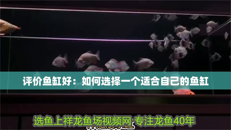 評價魚缸好：如何選擇一個適合自己的魚缸