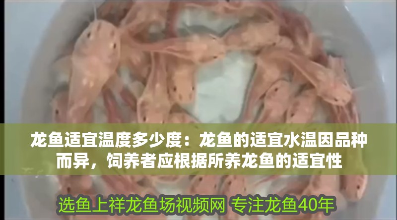 龍魚適宜溫度多少度：龍魚的適宜水溫因品種而異，飼養者應根據所養龍魚的適宜性