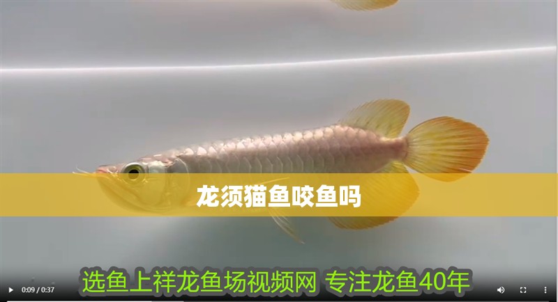 龍須貓魚咬魚嗎