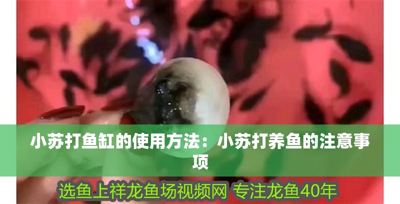 小蘇打魚缸的使用方法：小蘇打養魚的注意事項