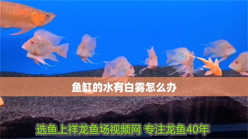 魚缸的水有白霧怎么辦
