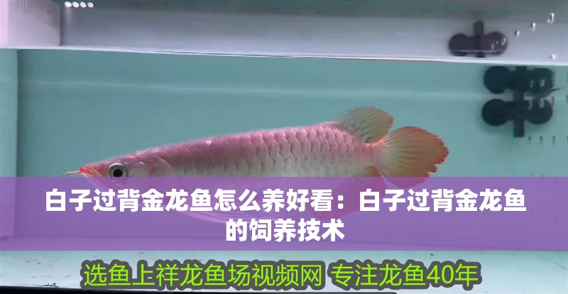 白子過背金龍魚怎么養好看：白子過背金龍魚的飼養技術