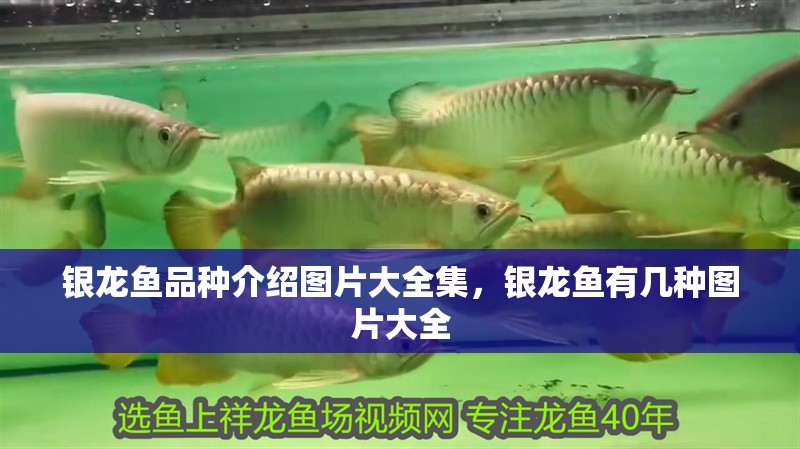 銀龍魚品種介紹圖片大全集，銀龍魚有幾種圖片大全