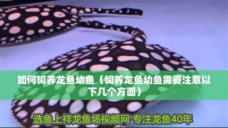 如何飼養龍魚幼魚（飼養龍魚幼魚需要注意以下幾個方面）