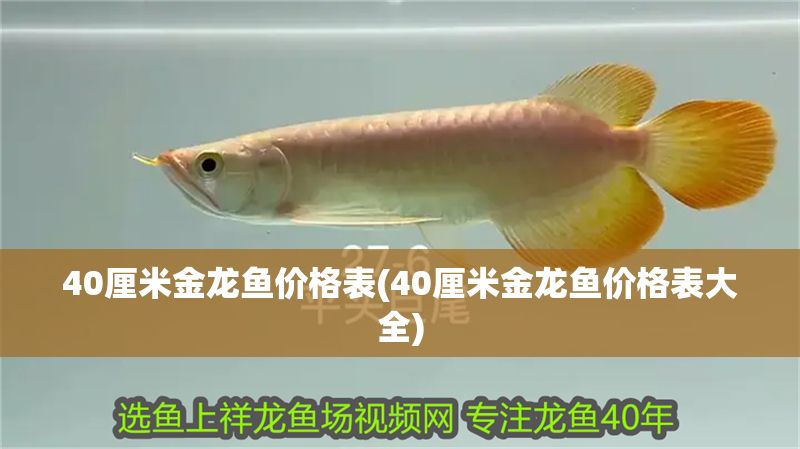 40厘米金龍魚價格表(40厘米金龍魚價格表大全)
