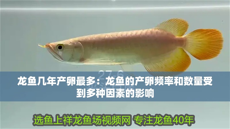 龍魚幾年產(chǎn)卵最多：龍魚的產(chǎn)卵頻率和數(shù)量受到多種因素的影響