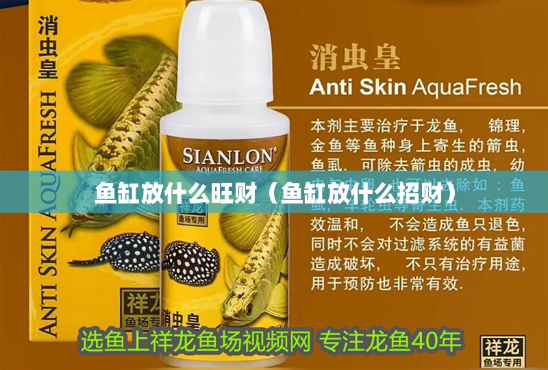 魚缸放什么旺財(cái)（魚缸放什么招財(cái)）