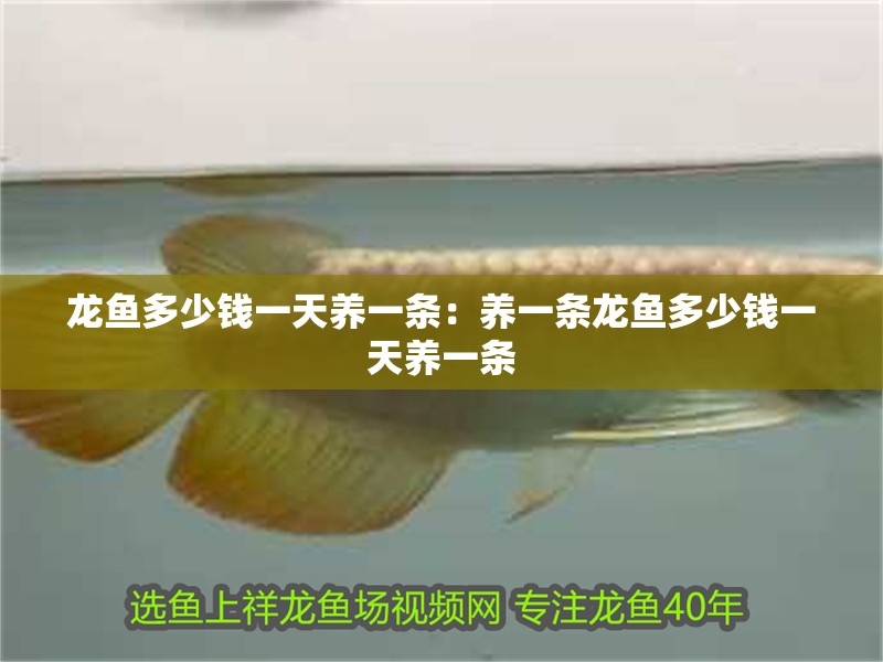 龍魚多少錢一天養一條：養一條龍魚多少錢一天養一條