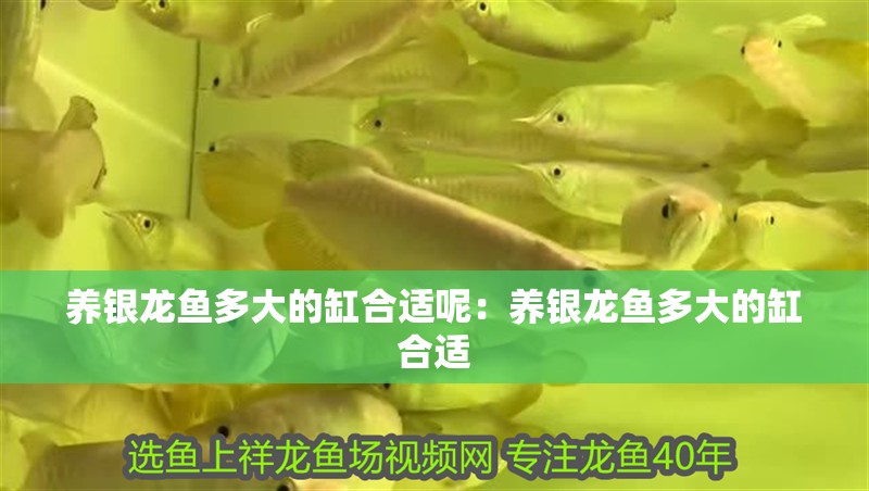 養(yǎng)銀龍魚多大的缸合適呢：養(yǎng)銀龍魚多大的缸合適
