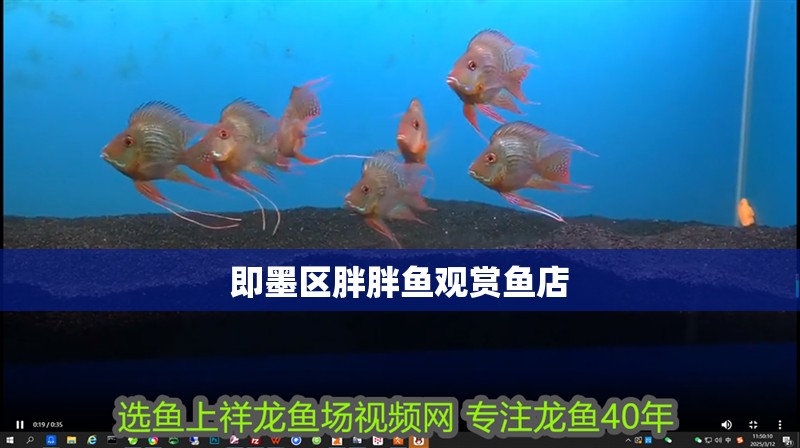 即墨區胖胖魚觀賞魚店