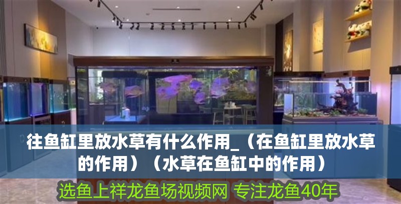 往魚缸里放水草有什么作用_（在魚缸里放水草的作用）（水草在魚缸中的作用）