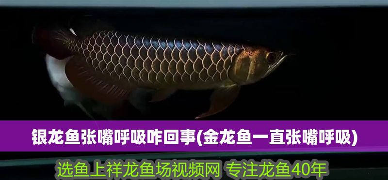 銀龍魚張嘴呼吸咋回事(金龍魚一直張嘴呼吸)
