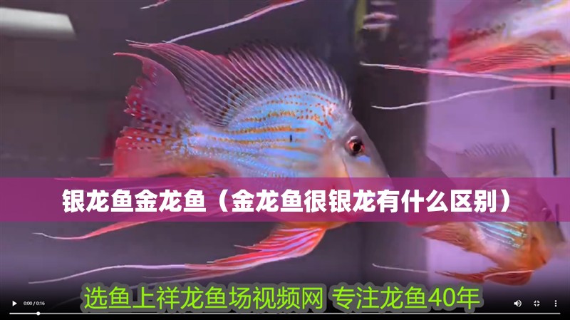 銀龍魚金龍魚（金龍魚很銀龍有什么區別）