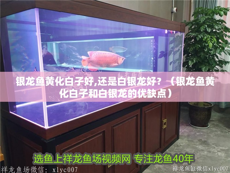 銀龍魚黃化白子好,還是白銀龍好？（銀龍魚黃化白子和白銀龍的優(yōu)缺點(diǎn)）