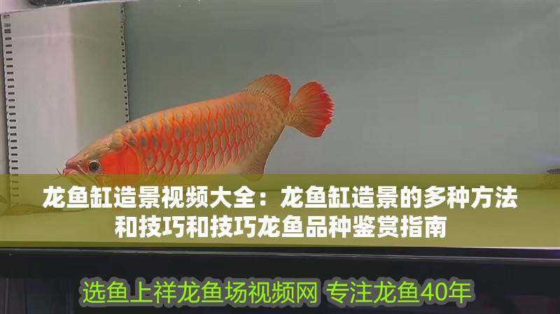 龍魚缸造景視頻大全：龍魚缸造景的多種方法和技巧和技巧龍魚品種鑒賞指南