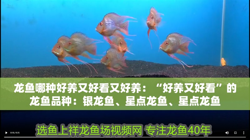 龍魚哪種好養又好看又好養：“好養又好看”的龍魚品種：銀龍魚、星點龍魚、星點龍魚