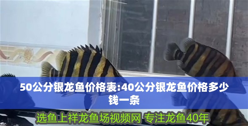 50公分銀龍魚價格表:40公分銀龍魚價格多少錢一條
