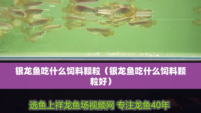 銀龍魚吃什么飼料顆粒（銀龍魚吃什么飼料顆粒好）