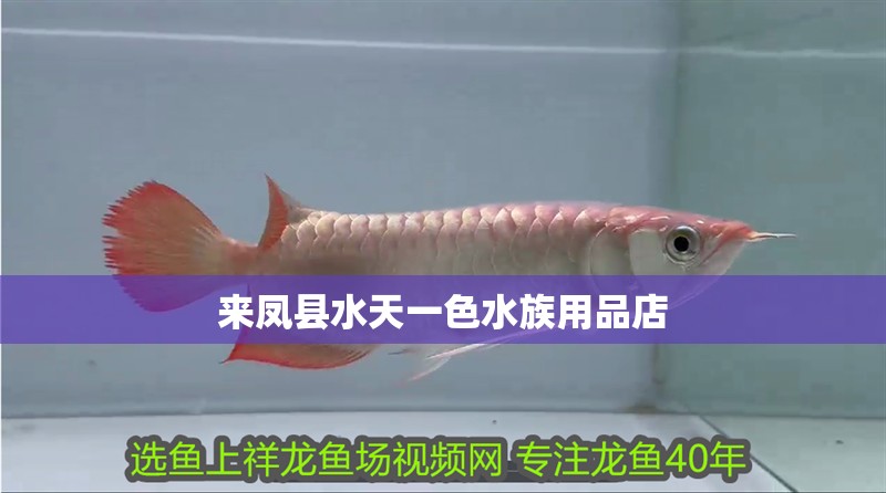 來鳳縣水天一色水族用品店