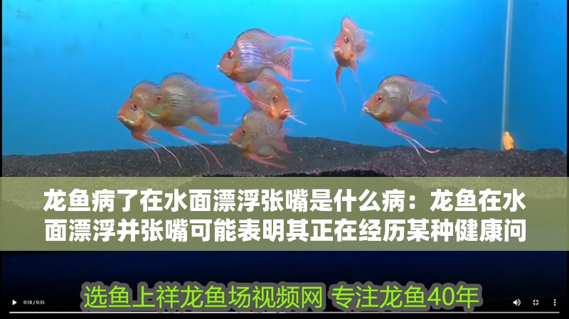 龍魚病了在水面漂浮張嘴是什么病：龍魚在水面漂浮并張嘴可能表明其正在經歷某種健康問題