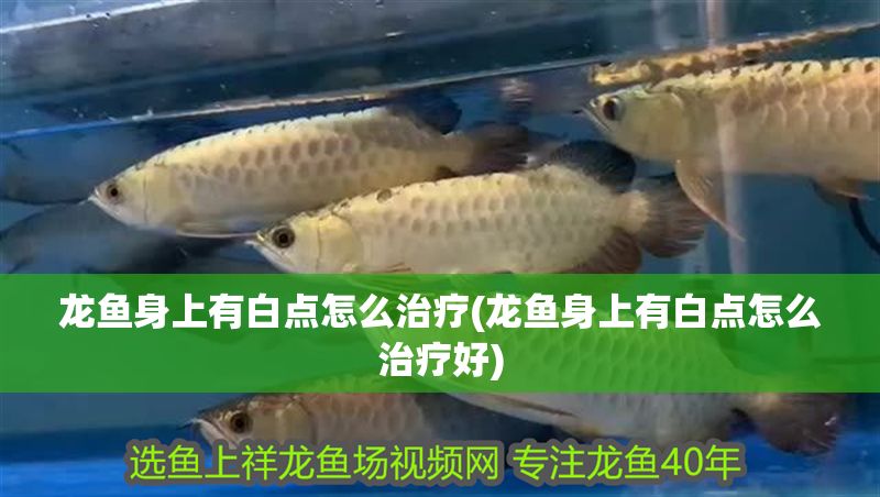 詳細(xì)閱讀:龍魚身上有白點(diǎn)怎么治療(龍魚身上有白點(diǎn)怎么治療好) 龍魚身上有白點(diǎn)怎么治療(龍魚身上有白點(diǎn)怎么治療好)