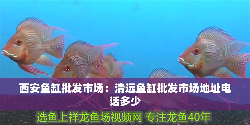 西安魚缸批發市場：清遠魚缸批發市場地址電話多少