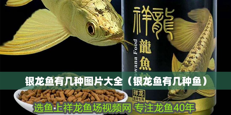 銀龍魚有幾種圖片大全（銀龍魚有幾種魚）