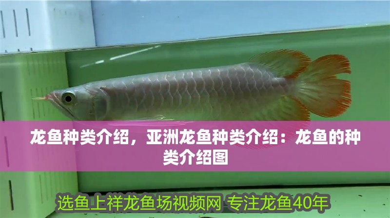 龍魚種類介紹，亞洲龍魚種類介紹：龍魚的種類介紹圖