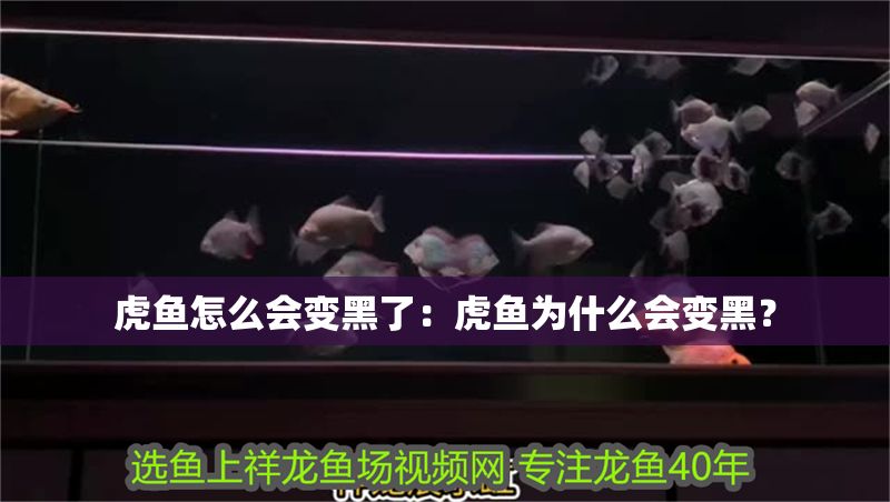 虎魚怎么會變黑了：虎魚為什么會變黑？
