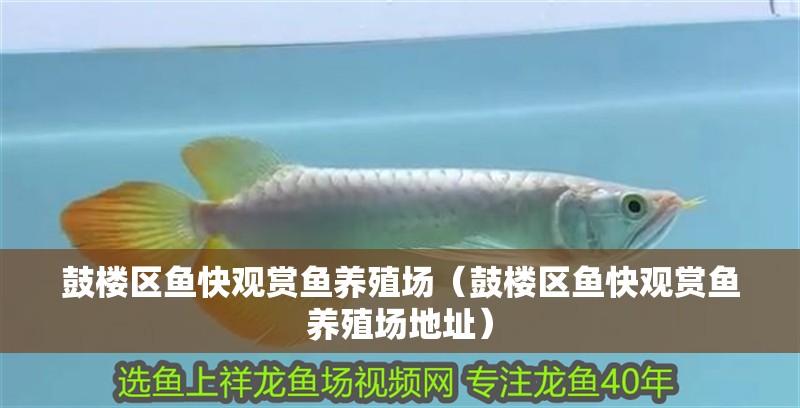 鼓樓區(qū)魚快觀賞魚養(yǎng)殖場（鼓樓區(qū)魚快觀賞魚養(yǎng)殖場地址）